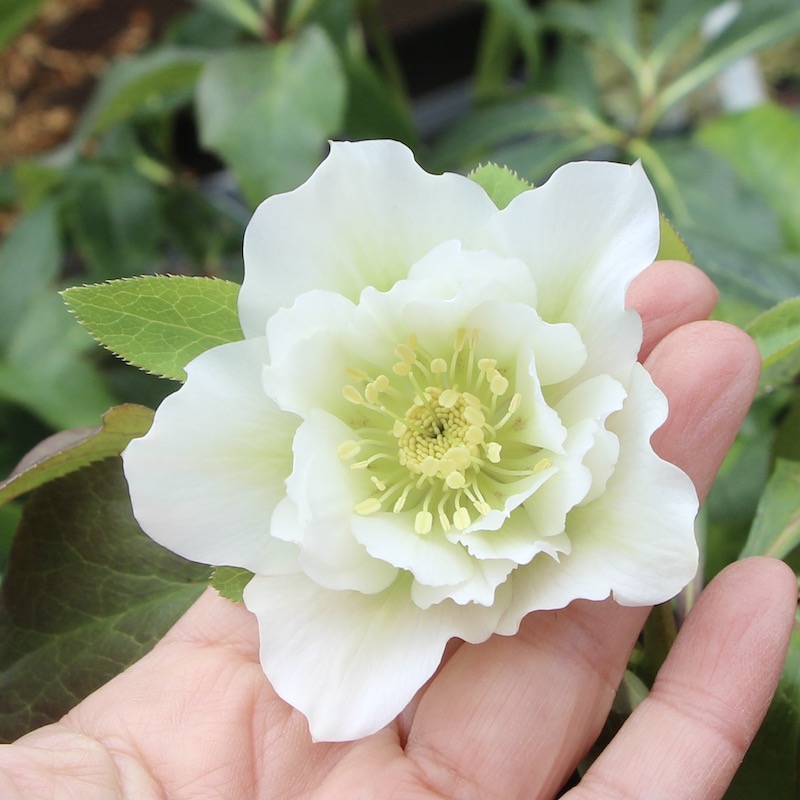 クリスマスローズ「ダブルホワイト系」3.5号ロングポット