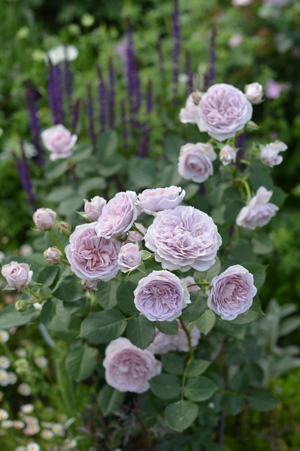 ル・ソワール（大苗） 7号鉢植え バラ苗 四季咲き シュラブローズ 河本