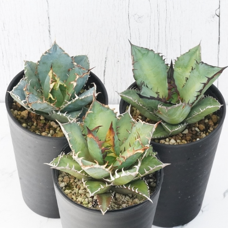 アガベ チタノタ銘品3種セット（白鯨・赤猫・黒火焔）3.5号鉢