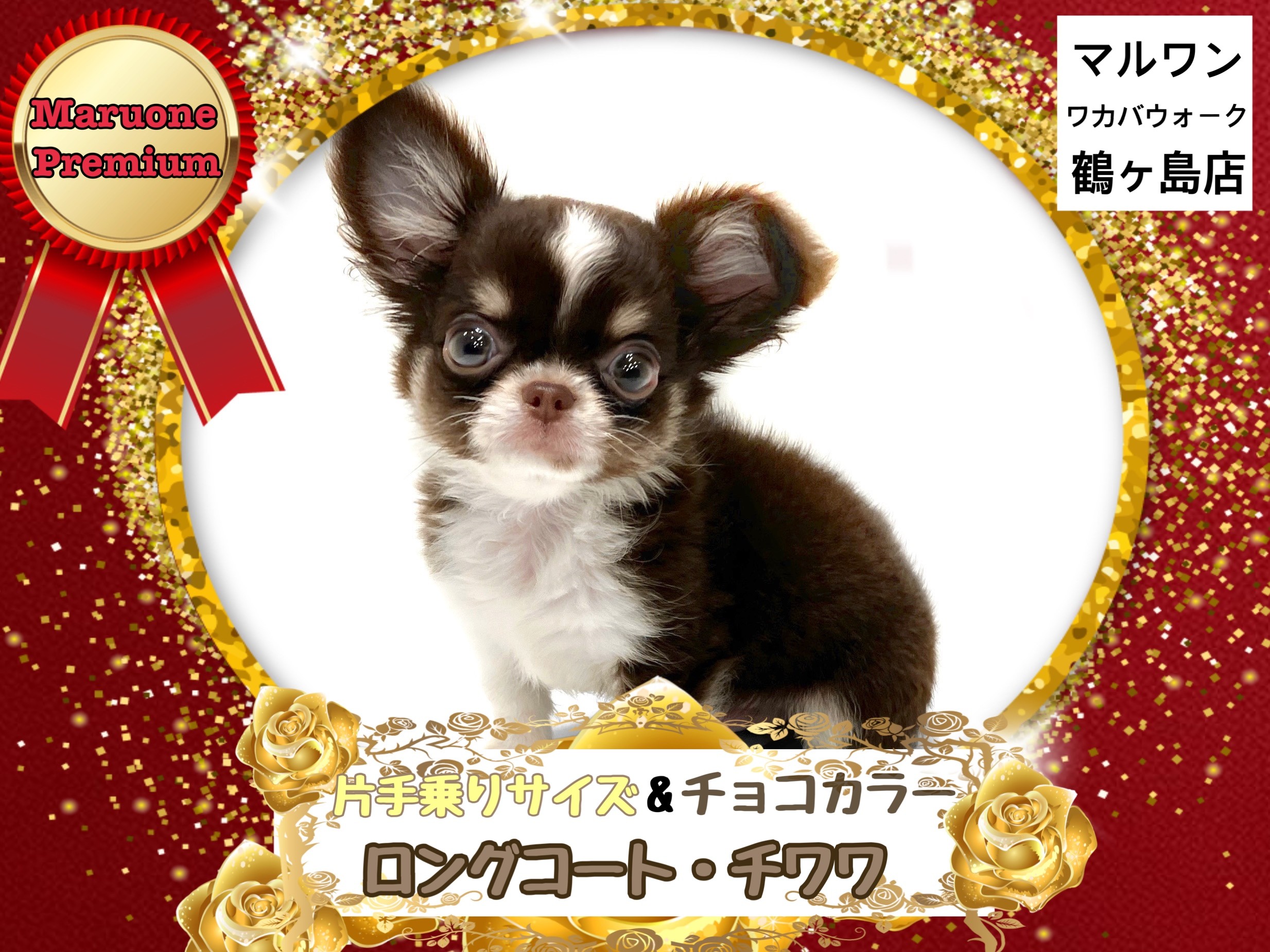 チワワ 】プレミアム級の可愛さと片手に乗る小ささのミニマムチョコ