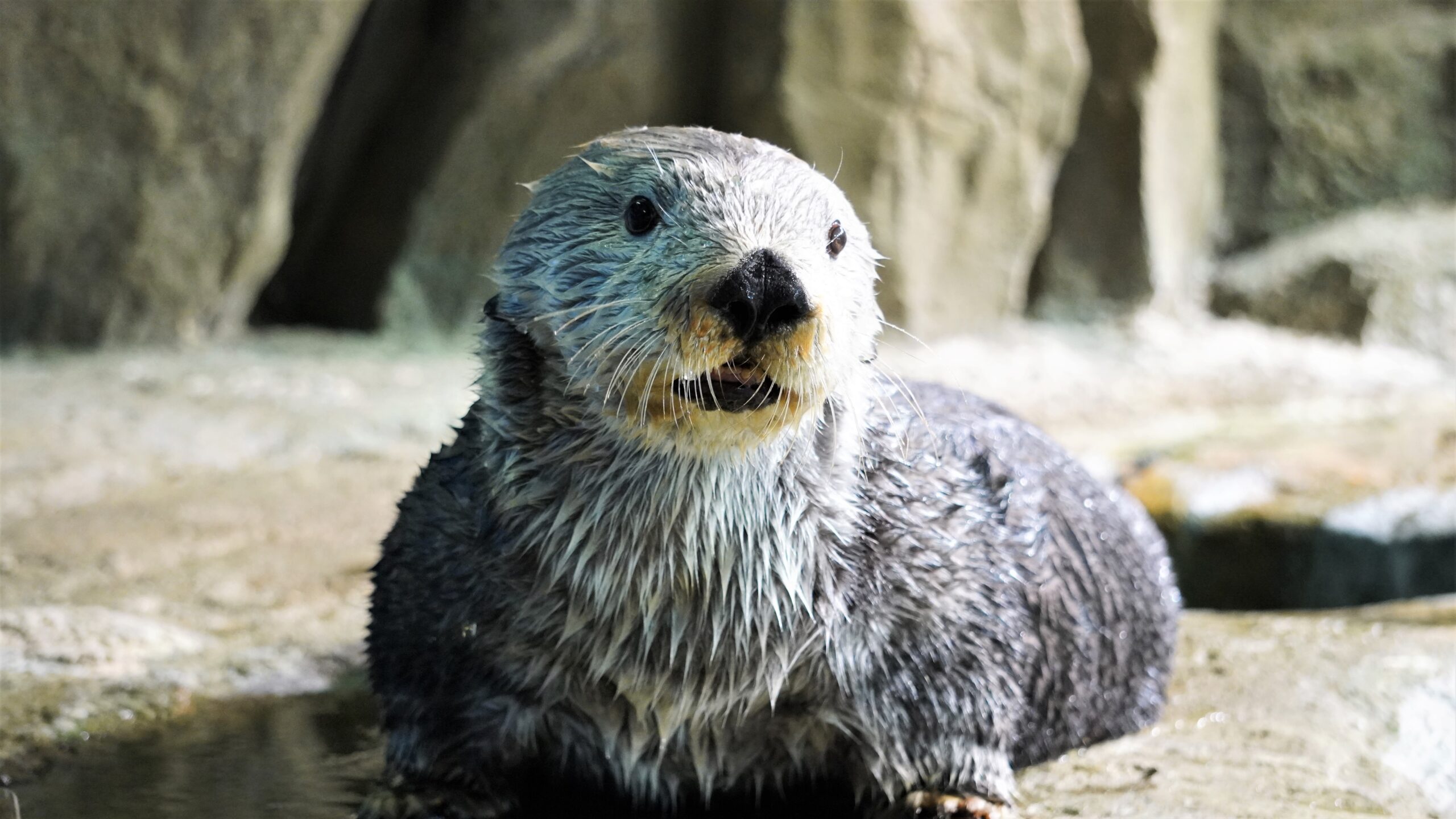 お知らせ：ラッコのリロが死亡しました｜マリンワールド海の中道