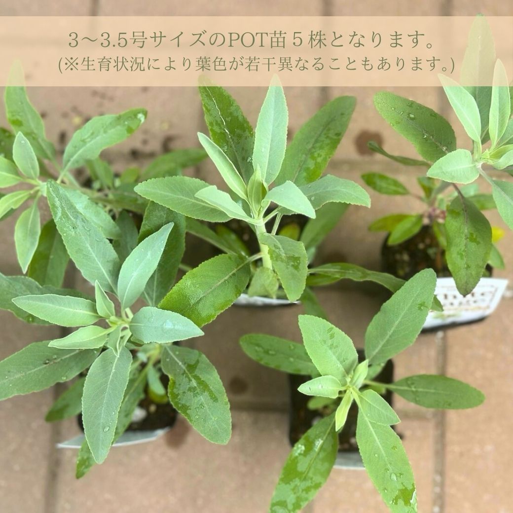 カリフォルニア ホワイトセージ苗 3号 お得な5ポットセット