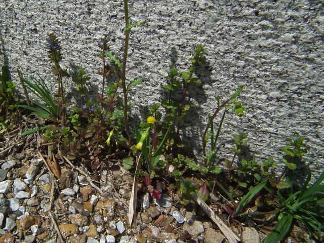 タチイヌノフグリ