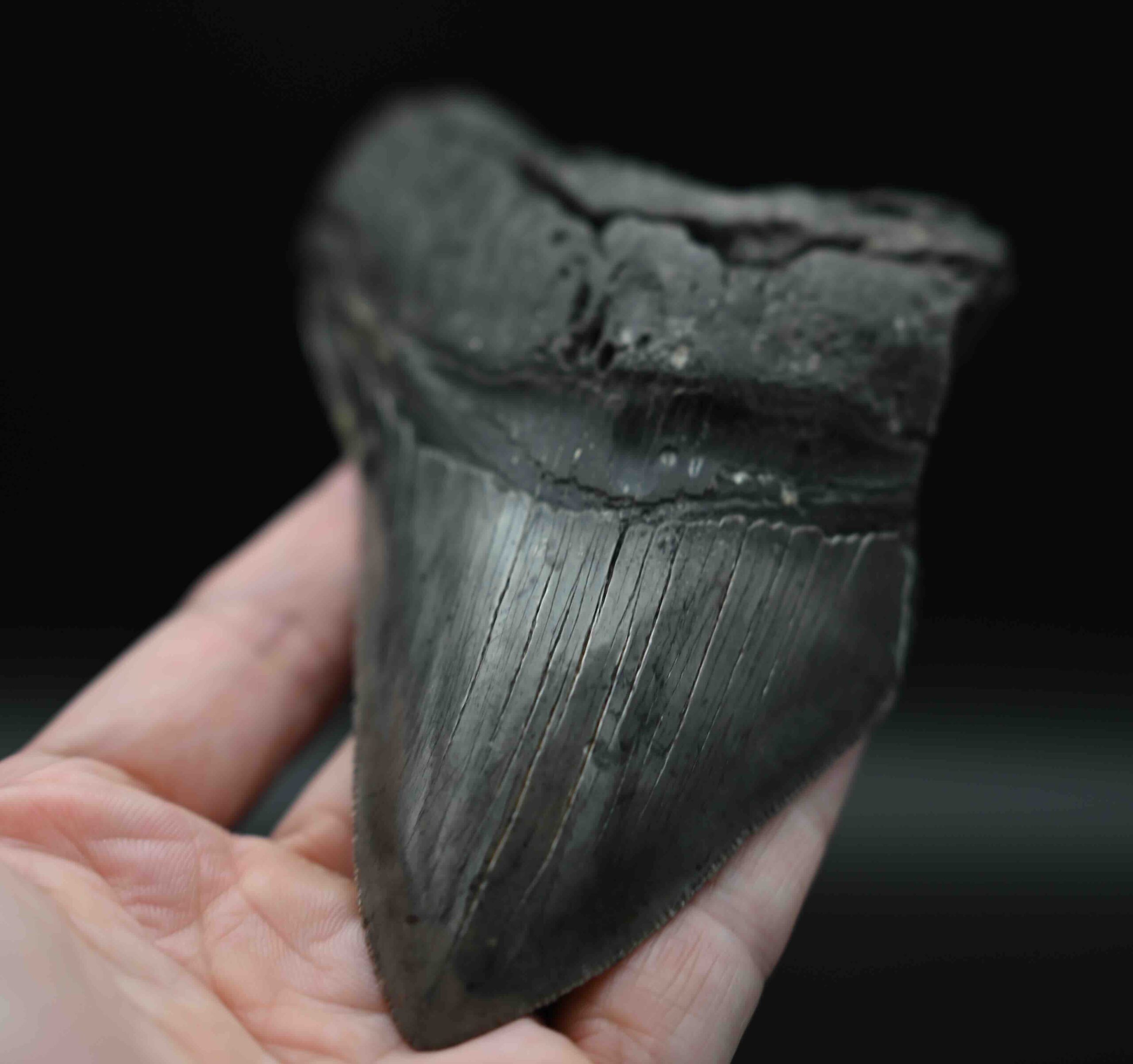 メガロドンの歯の化石 mgaz5006 | Megalodon-teeth.jp