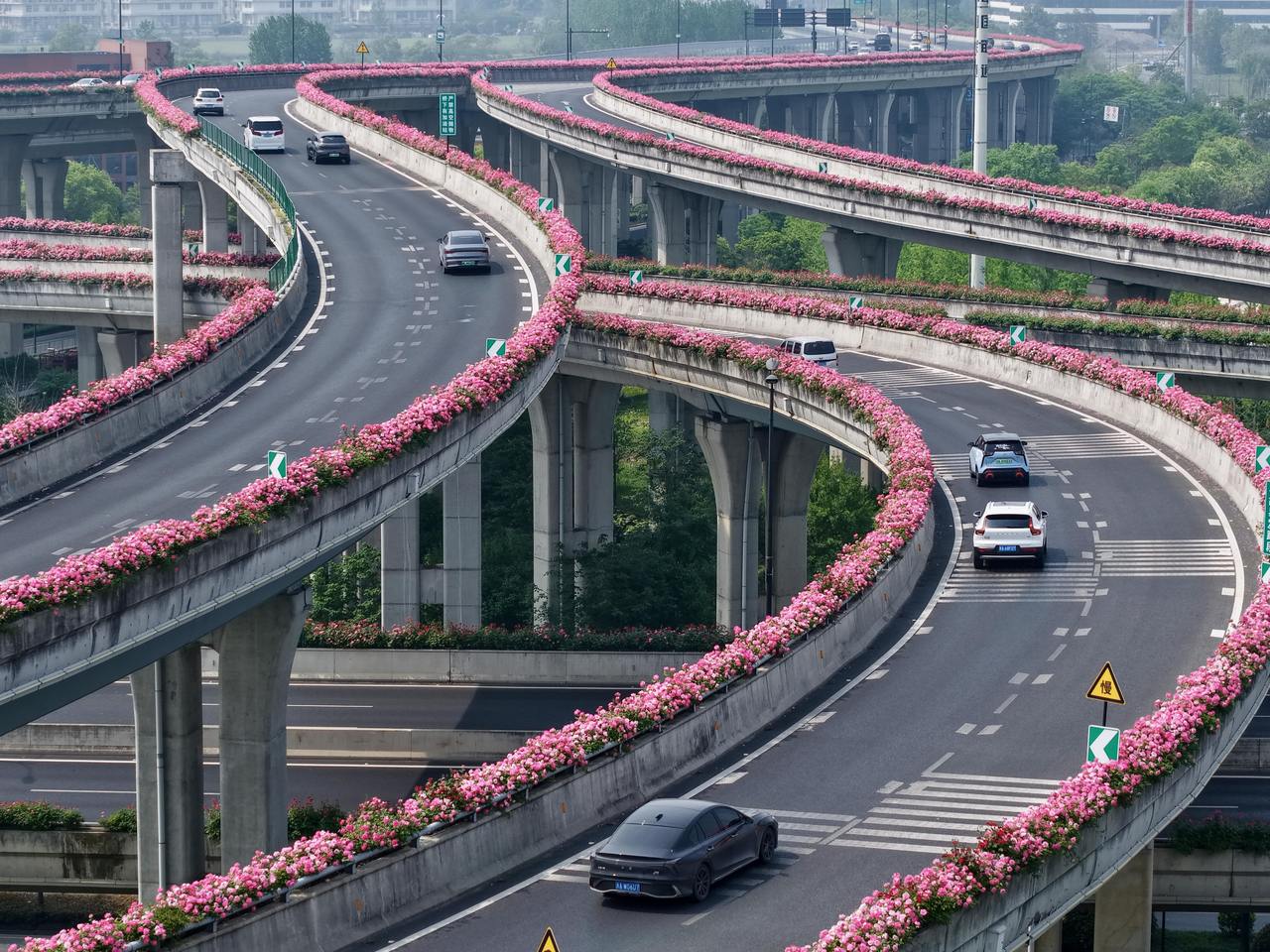 繁花似景！杭州高架变身“空中花廊”