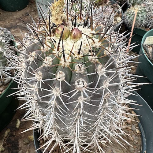 Copiapoa megarhiza (PV2424) #85.718 - Mesa Garden