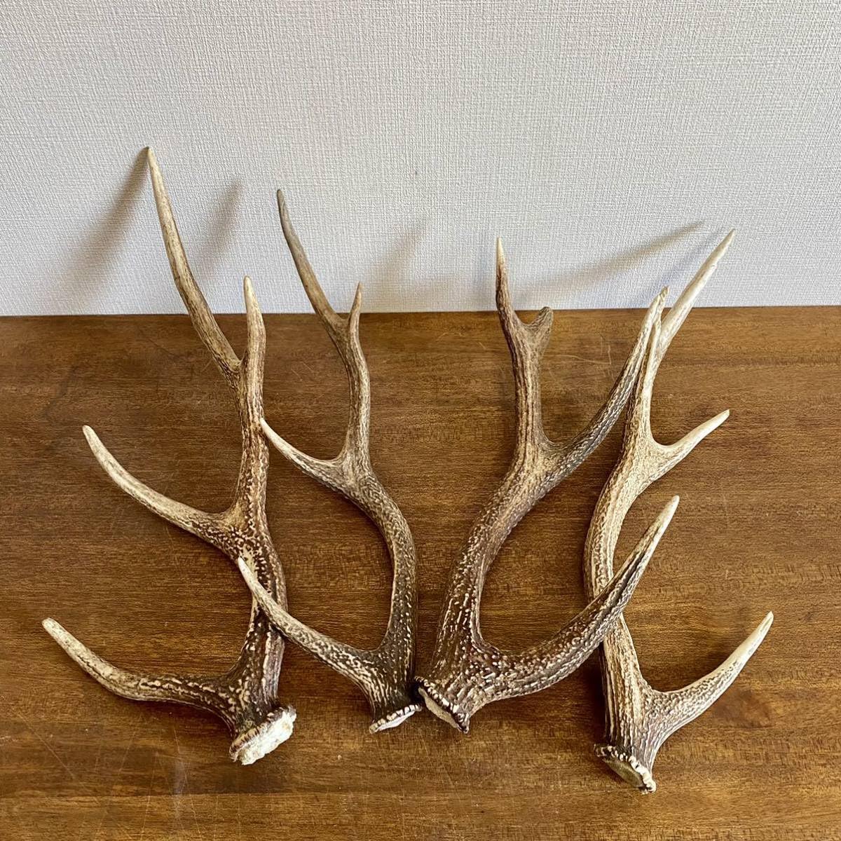 Amazon.co.jp: 大きめの鹿の角4本セット鹿角ディスプレイ飾りオブ