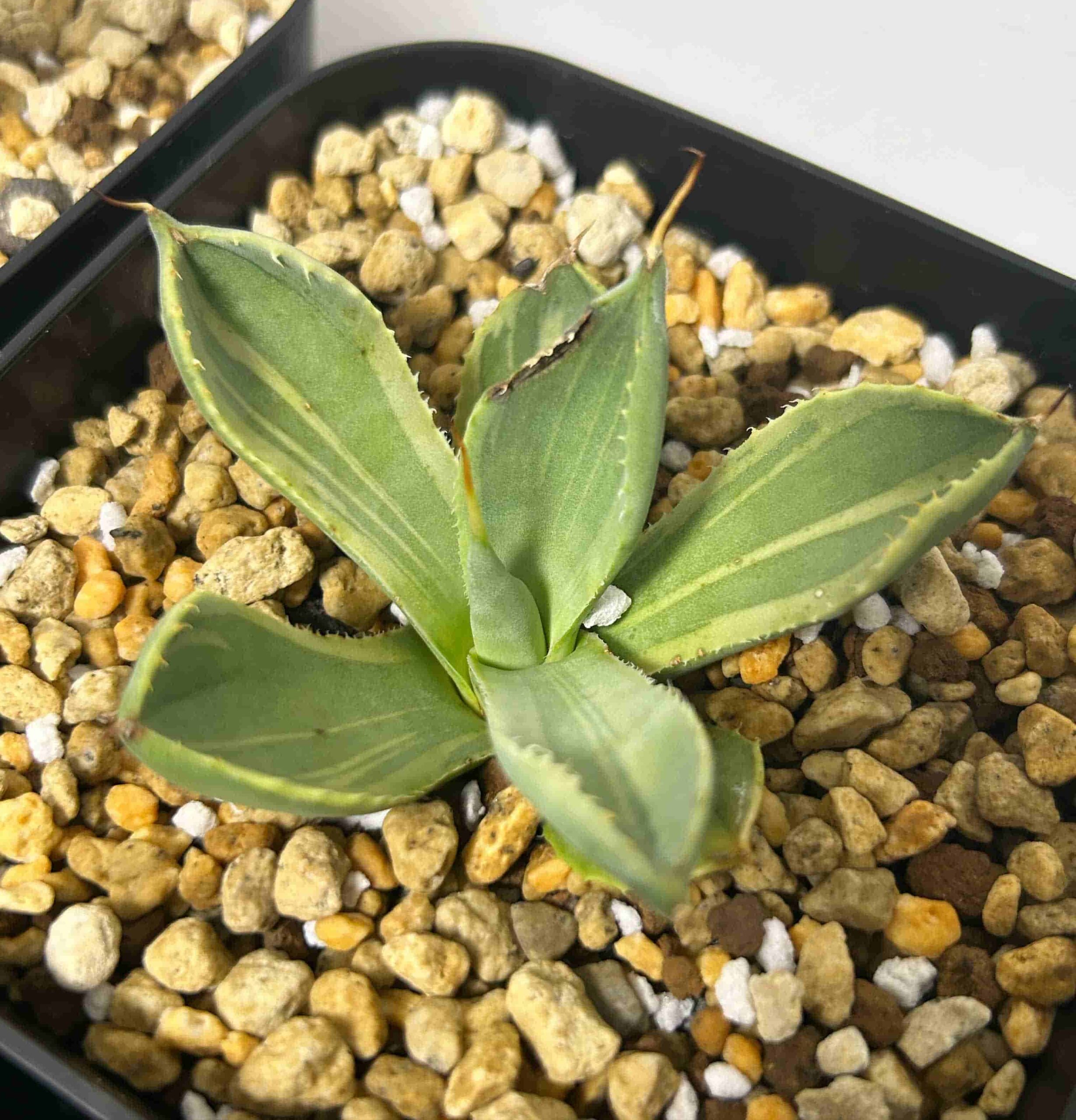 アガベ・パリー『ライムストリーク』（斑入りのトランカータ）の成長