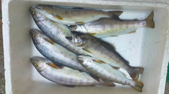 公式】森の隠れ家 ペンション見鳥（みどり）の渓流釣り（脈釣り