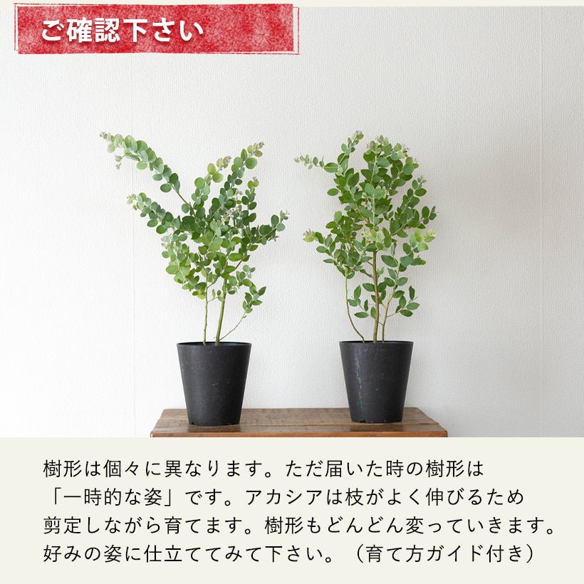 パールアカシア（真珠葉）の鉢植え・育て方付き｜e-花屋さん