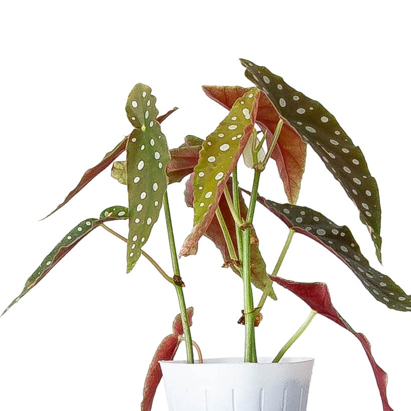 ベゴニア「マクラータ」水玉（ドット）柄人気種3本挿しポット苗