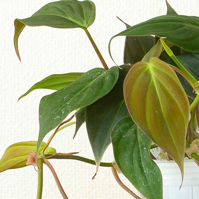 フィロデンドロンミカンス｜ベルベット質感のツル性リーフ植物