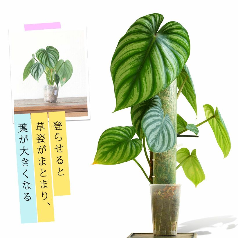 モスポール（モンスターポール）水苔入れアロイドを登らす棒