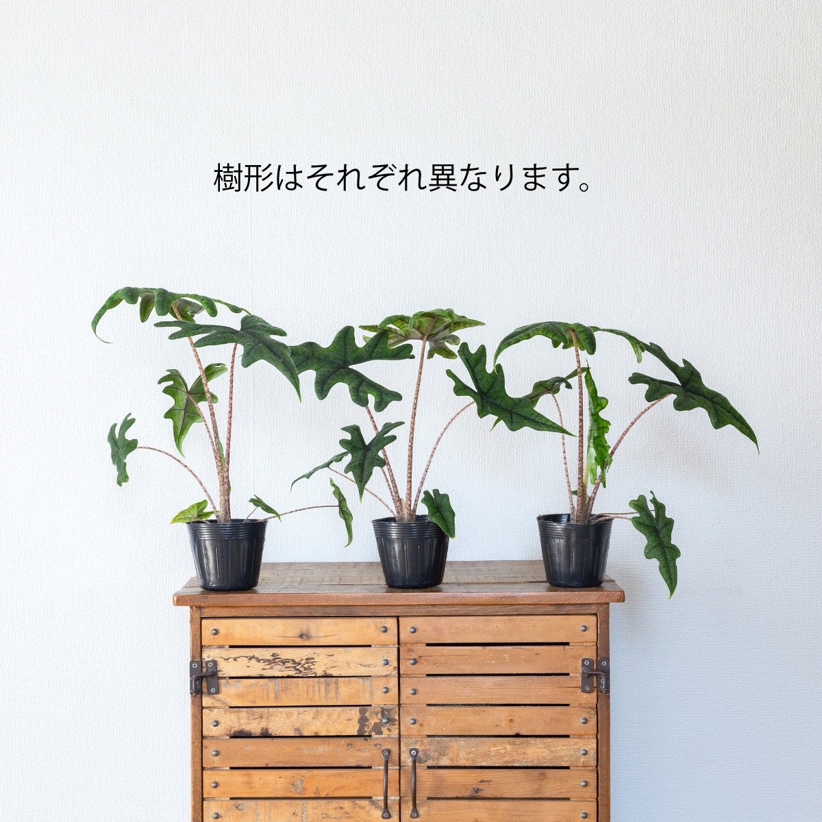 アロカシア・ジャックリン（育て方付き）大きく成長する品種！