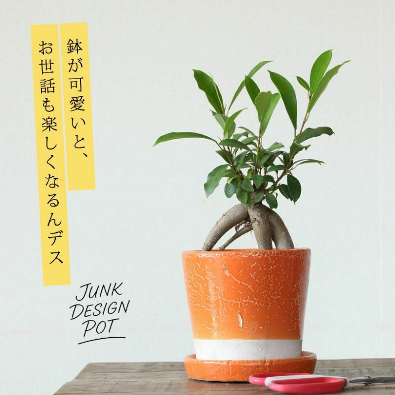 9色から選べる！貫入加工のカラー陶器鉢｜2.5サイズ植物の植替えに