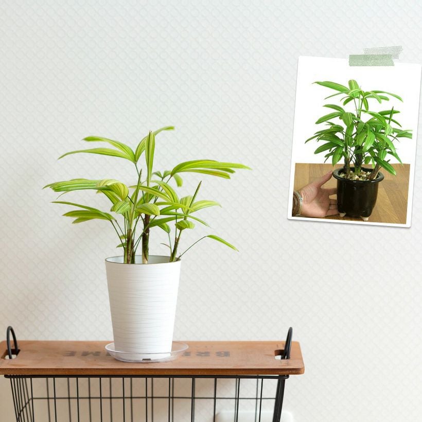 観音竹アヤニシキ（綾錦）斑入りで美しい観葉植物[公式] e-花屋さん