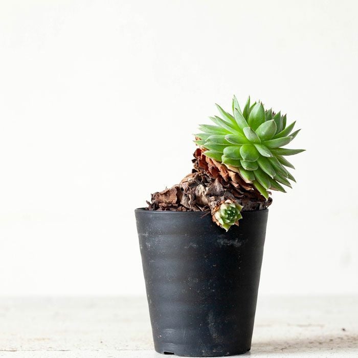 センペルビウム「幹上がり」個性たっぷり限定品！ | [公式]e-花屋さん