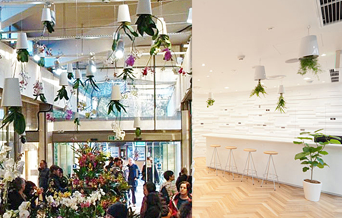 スカイプランター｜[公式] e-花屋さん 本店