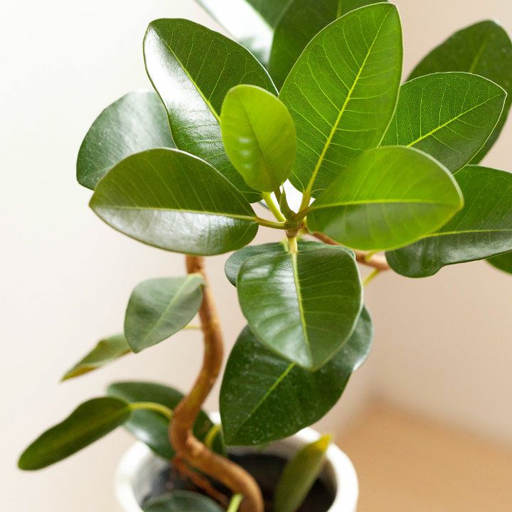 ゴムの木おすすめ8品種！育て方・飾り方例も掲載｜e-花屋さん