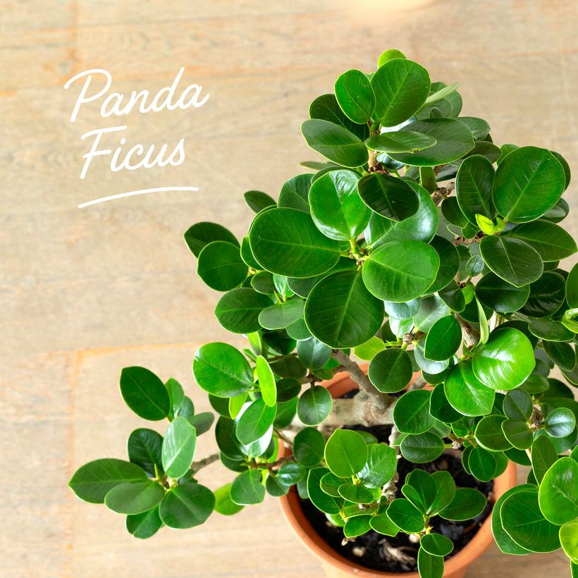 パンダガジュマル「幹曲がり」盆栽風仕立て