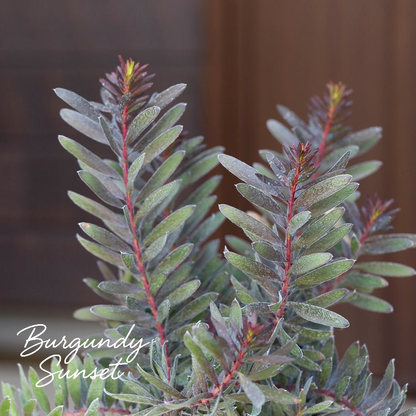 黒いリューカデンドロン バーガンディーサンセット育て方付き