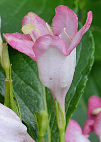 ハコネウツギ Weigela coraeensis スイカズラ科 Caprifoliaceae