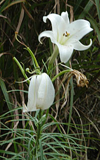 シンテッポウユリ Lilium x formolongo ユリ科 Lilium ユリ属 三河の