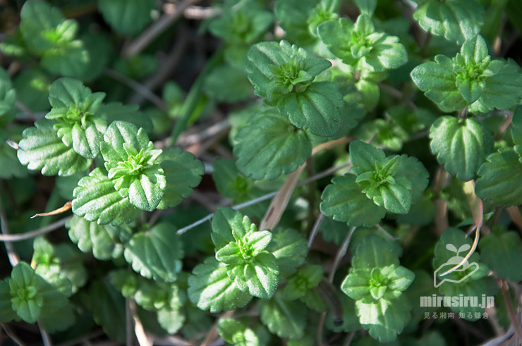タチイヌノフグリ