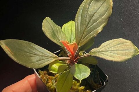 ホマロメナ｜パルダリウム・テラリウム植物 - 熱帯魚のmishima