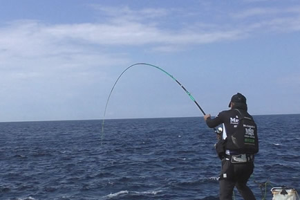 カリプソファイン500