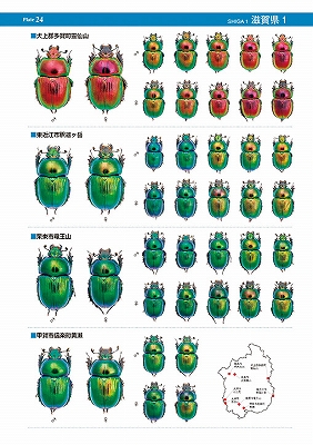 日本のオオセンチコガネ