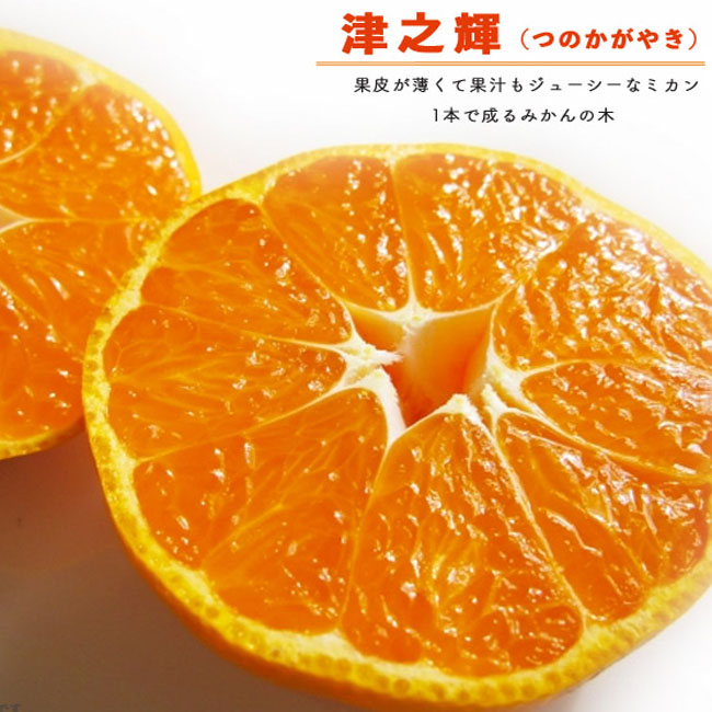 津之輝 （つのかがやき） 柑橘 タンゴールの特徴と育て方 | 苗木部の