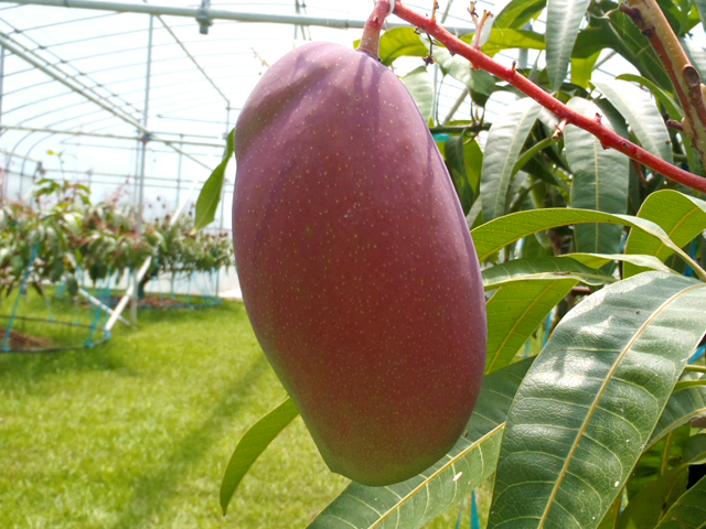 玉文マンゴー」通販 自然界最高級 衝撃の糖度24度の超希少マンゴー、玉