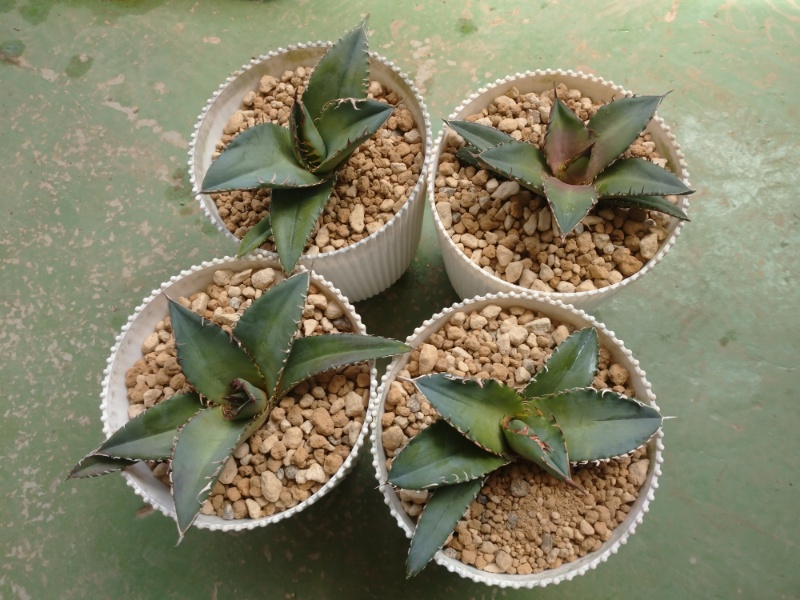 アガベ・チタノタ実生 | 沖縄バナナ - OKINAWA BANANA -