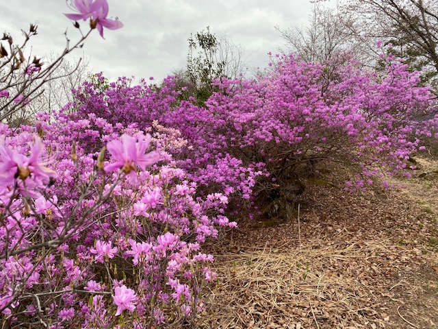 2020年のツツジ | 秩父観光なび