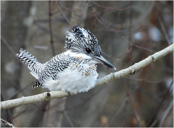 COOLPIX P1100 野鳥撮影クイックガイド - 画作りのヒント、撮影
