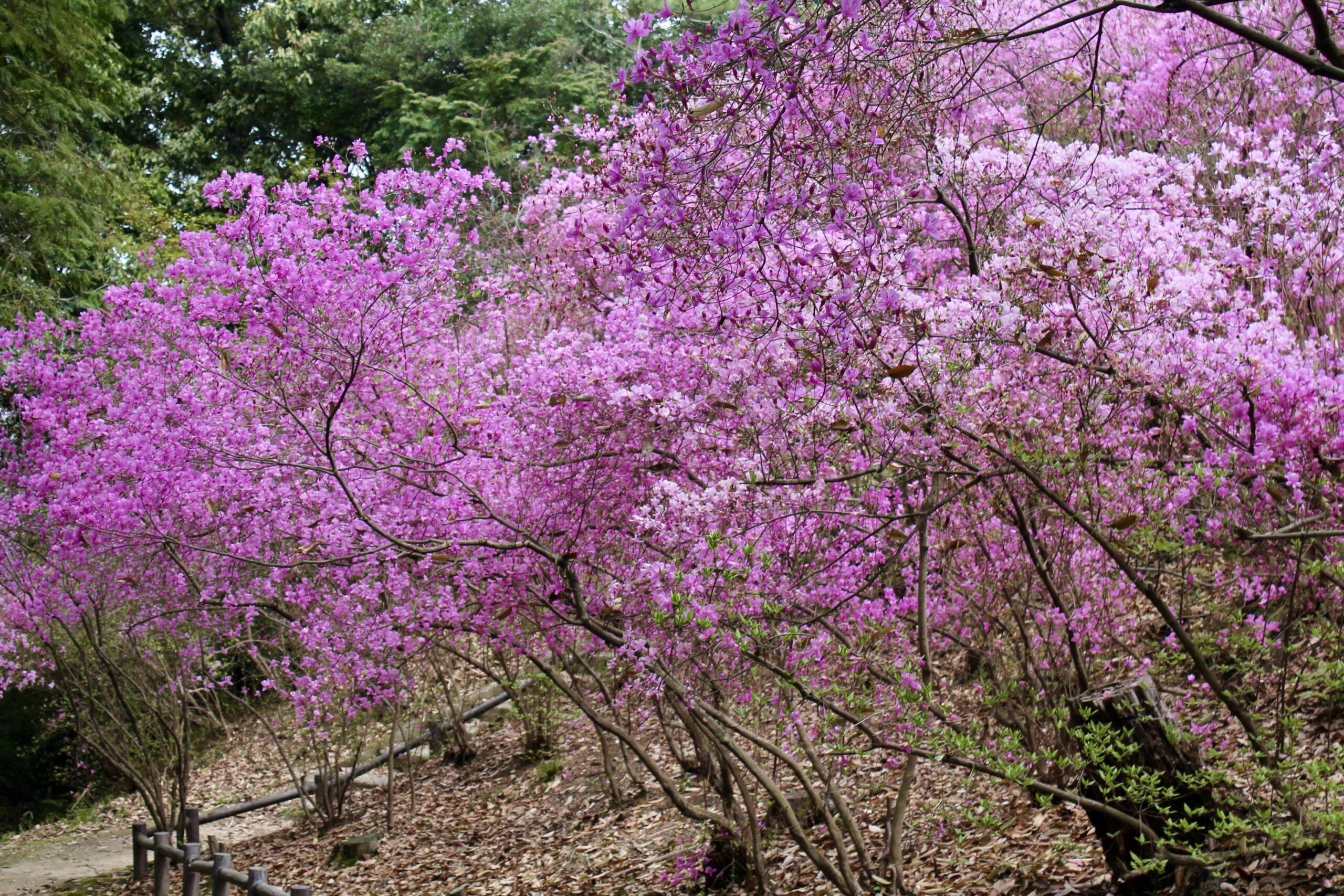 西宮ペディア] コバノミツバツツジ – 西宮流 (にしのみやスタイル)