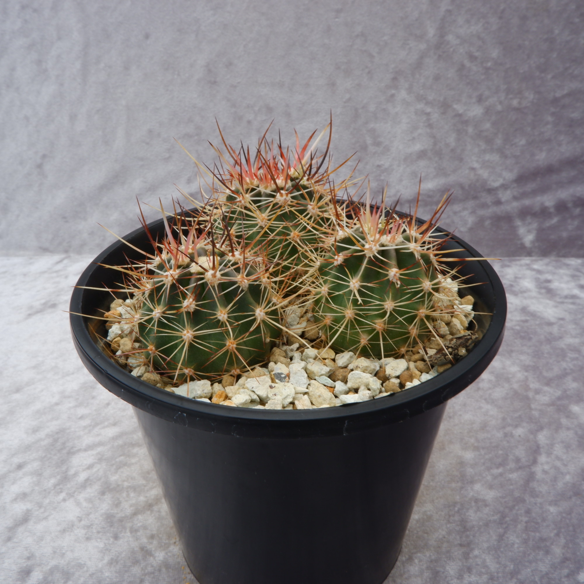 商品詳細 - 信州西沢サボテン園