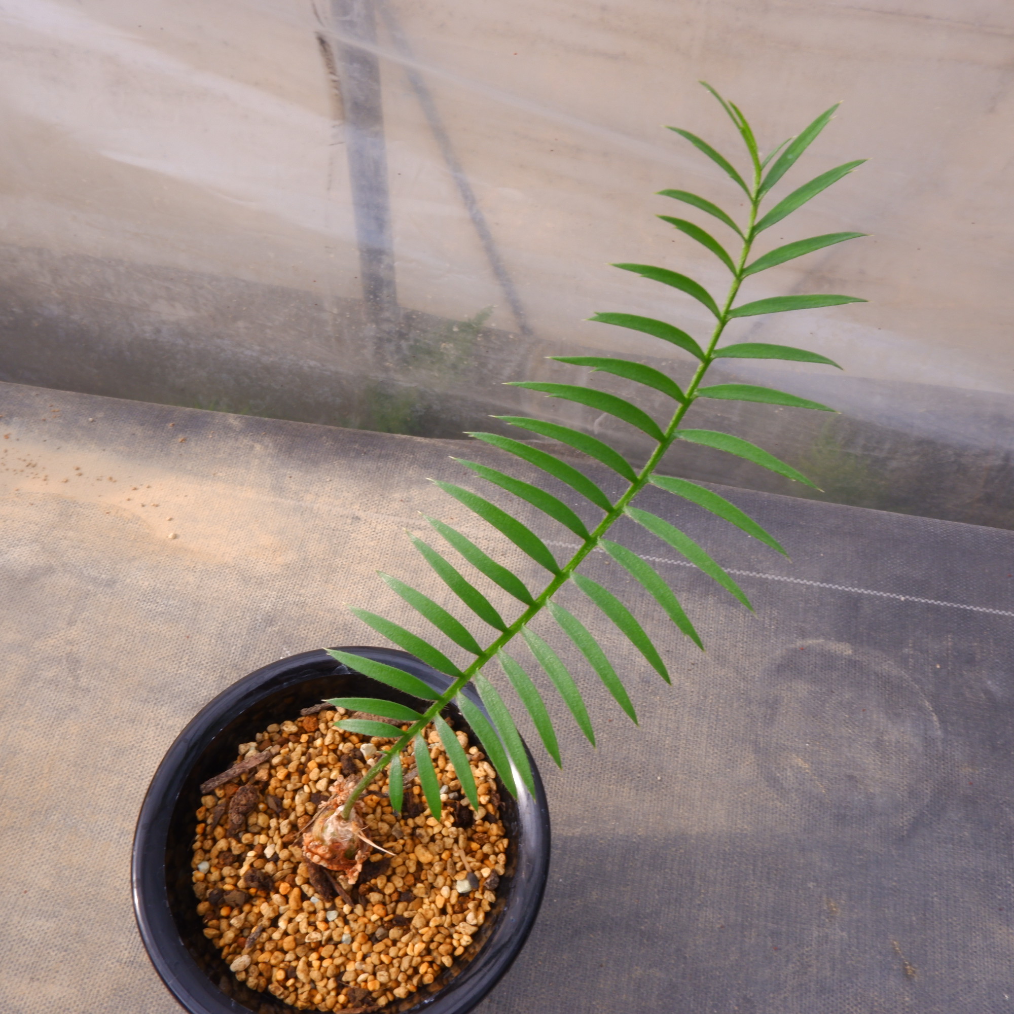 商品詳細 - 信州西沢サボテン園