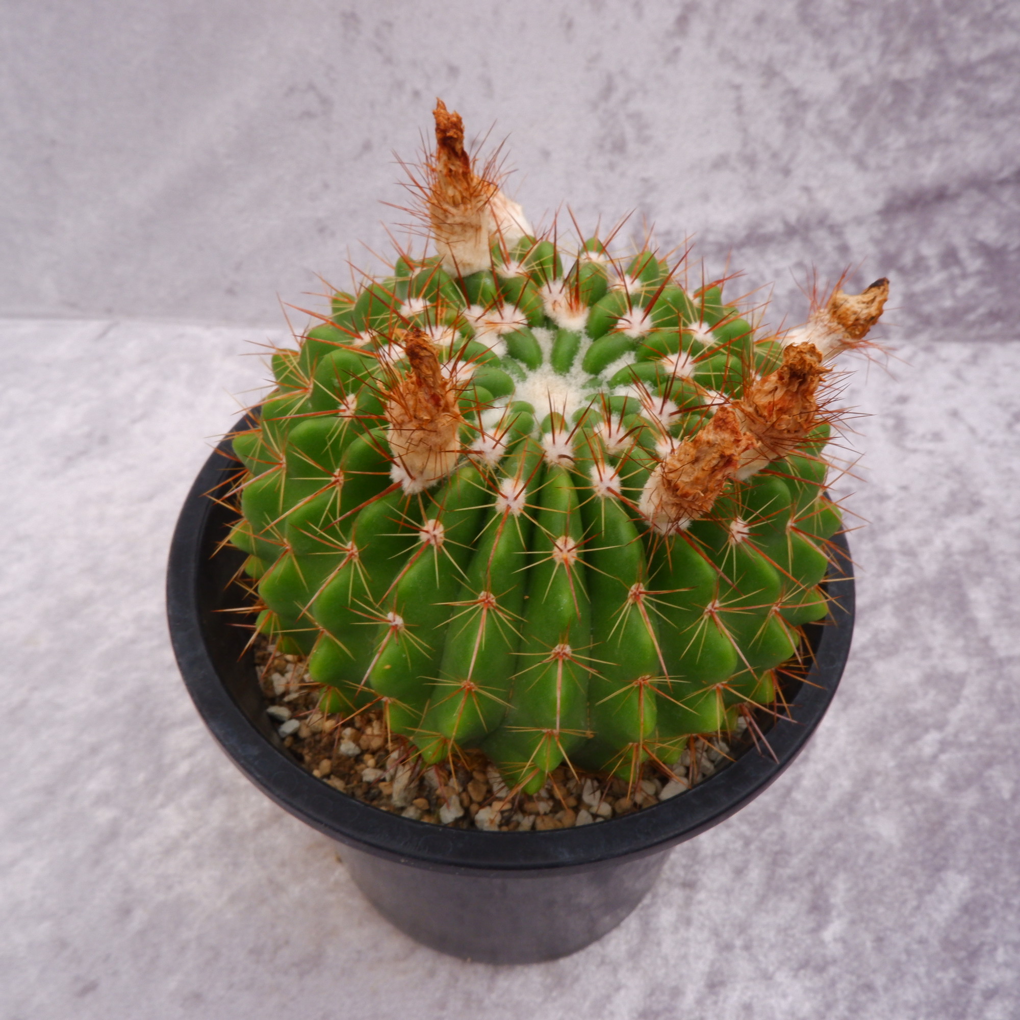 商品詳細 - 信州西沢サボテン園