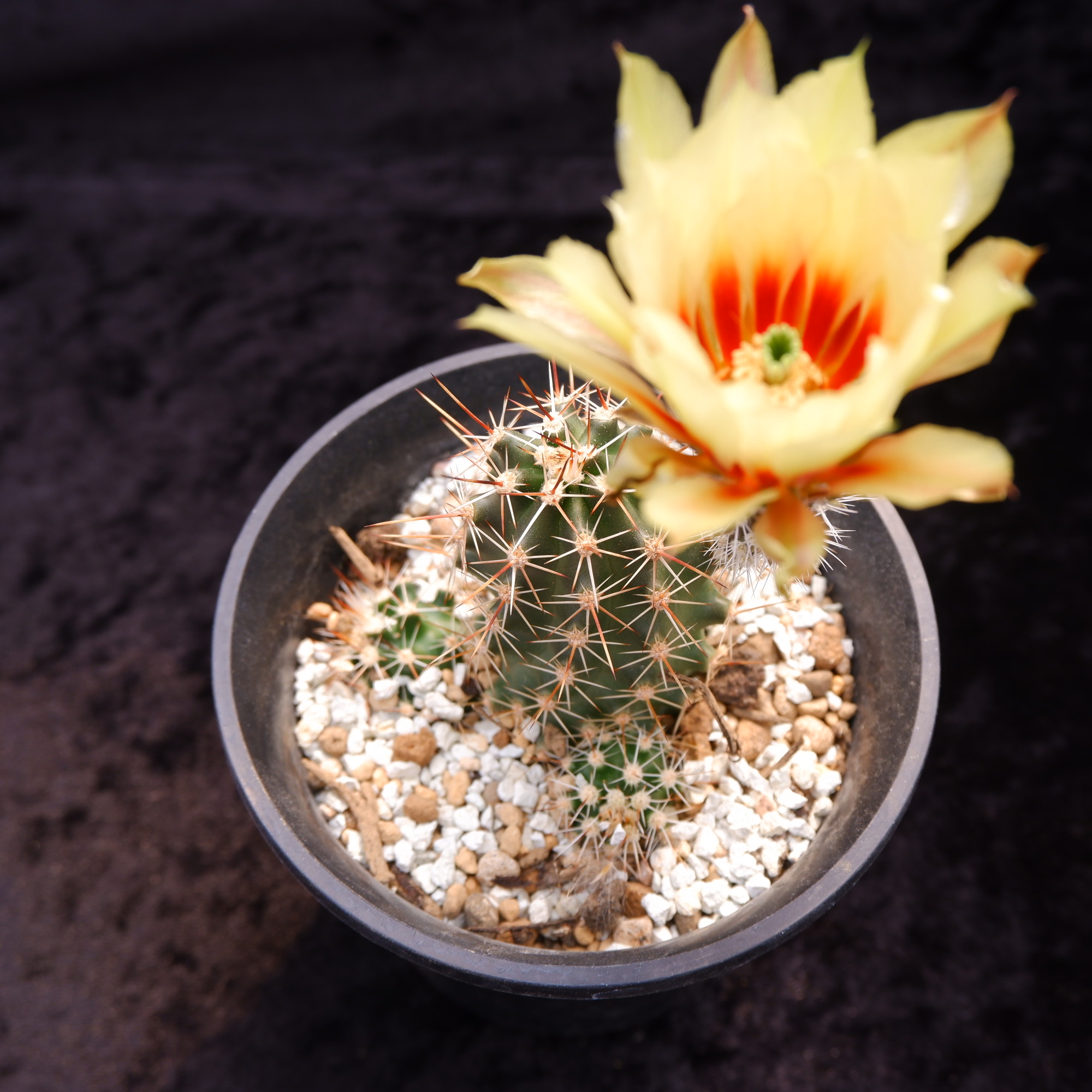 商品詳細 - 信州西沢サボテン園