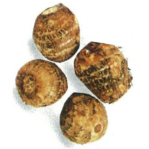 ブロッコリー 種 【 おはよう 】 ペレット5000粒 | 農業屋.com