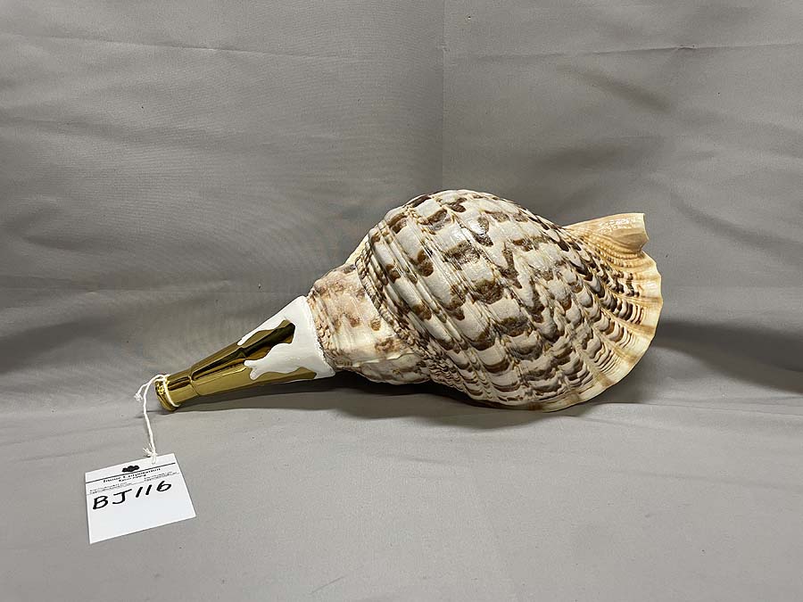 法螺貝 38cm (直線35.8cm) 1305g 法螺貝 38cm (直線35.8cm) 1305g