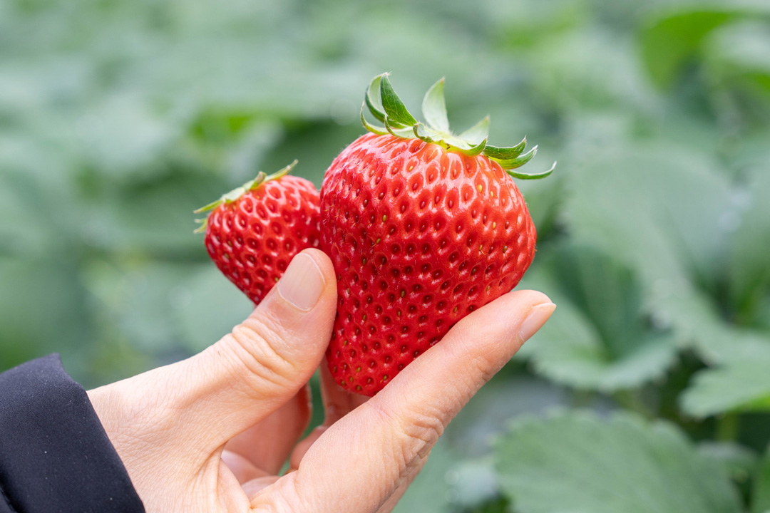 八幡市】いちご狩りも楽しい季節！サイクリングでまちを巡ろう｜ブログ