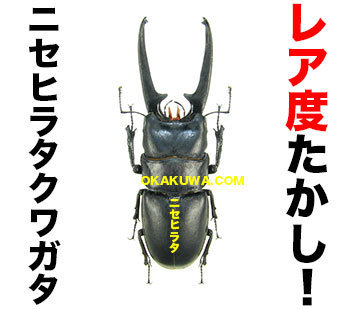 レアなヒラタクワガタと多忙です。: 三足のわらじ