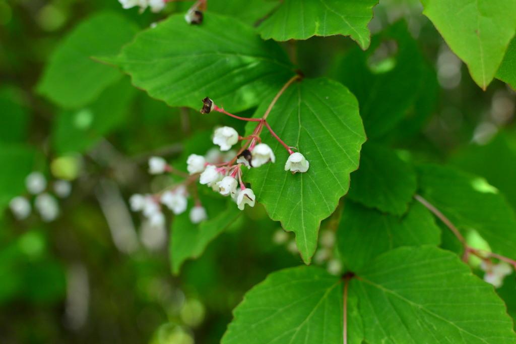 奥多摩植物目録