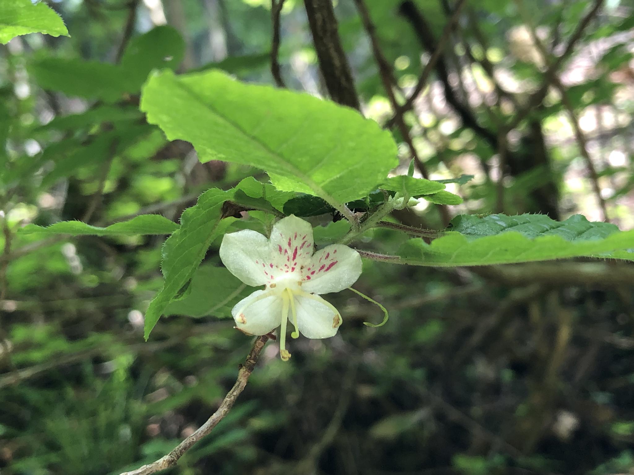 奥多摩植物目録