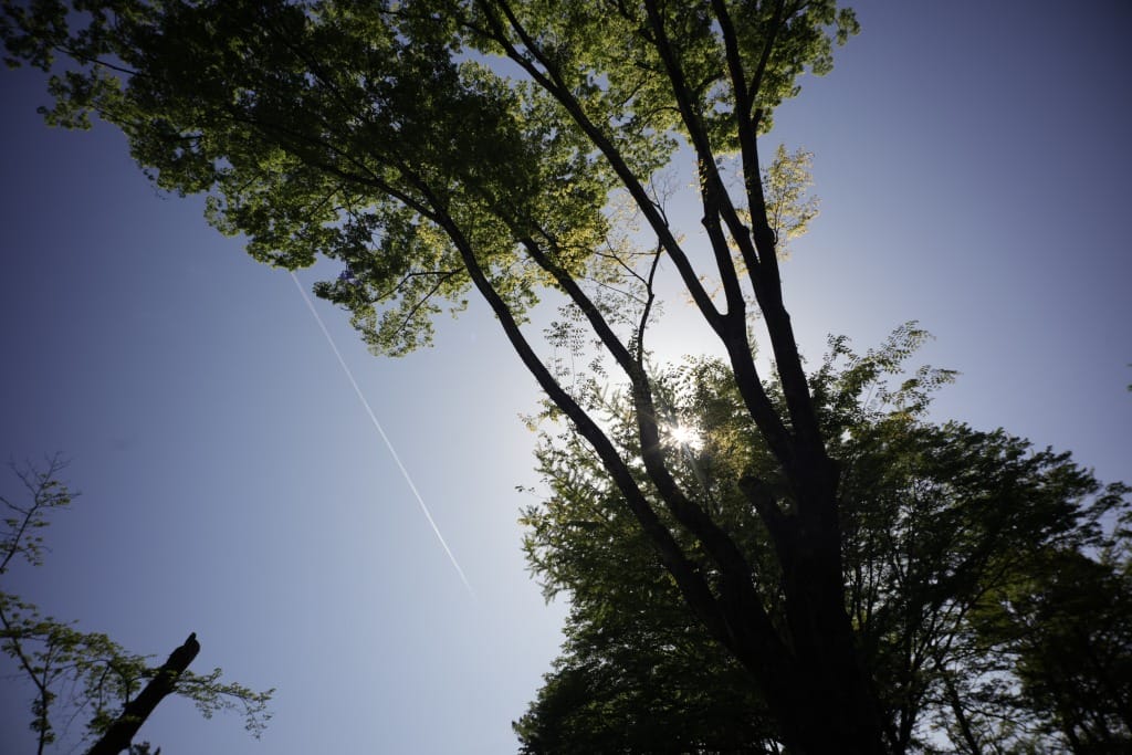 Canon 25mm f3.5 LTMレビュー作例 キャノンの広角銘玉神オールドレンズ