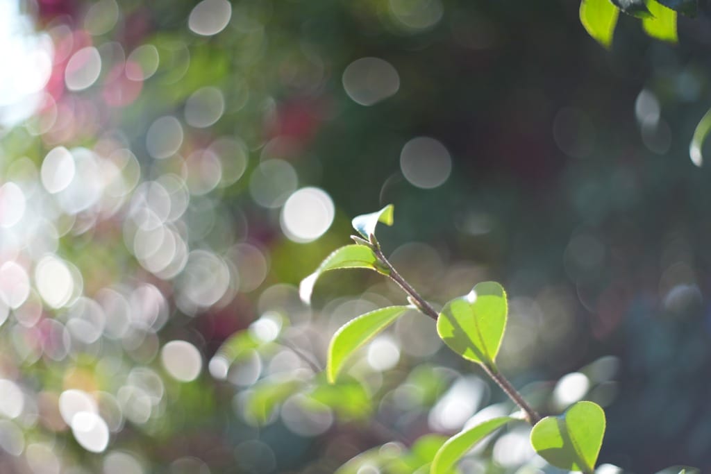 Oreston 50mm f1.8前期 M42 レビュー作例 クセ玉オールドレンズ