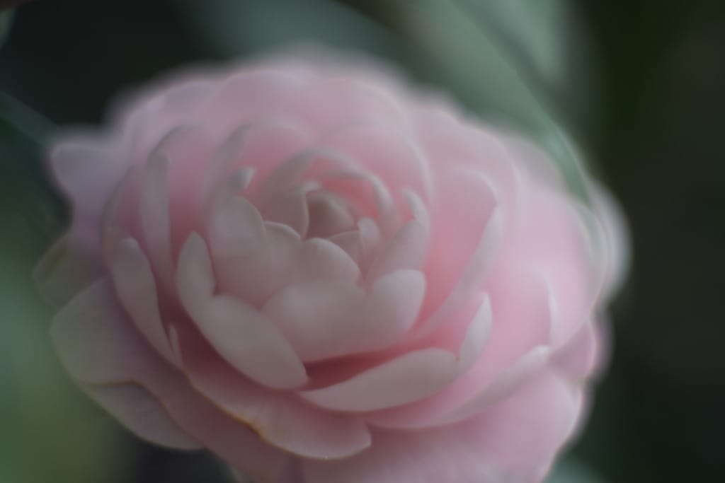 Jupiter-9 85mm f2 初期型 M42 Review作例 おすすめ中望遠神オールド